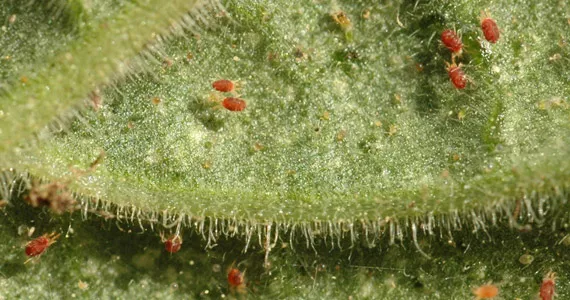 Spider mite - Pests & Diseases